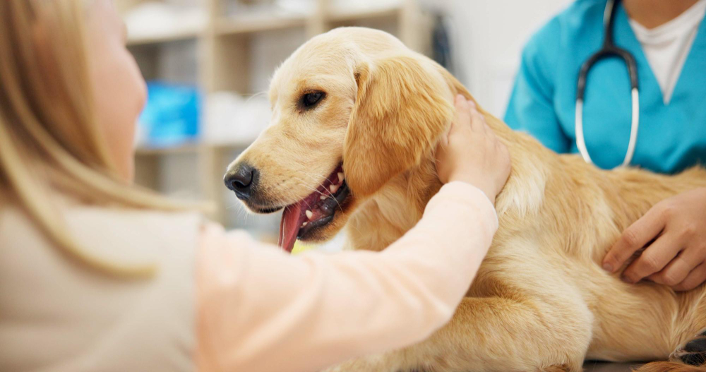 Veterinarian in Orange Grove, TX